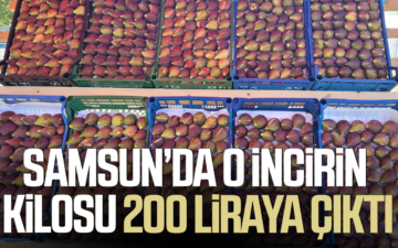 mor patlıcan incir