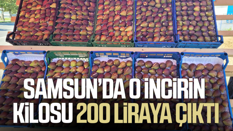 mor patlıcan incir